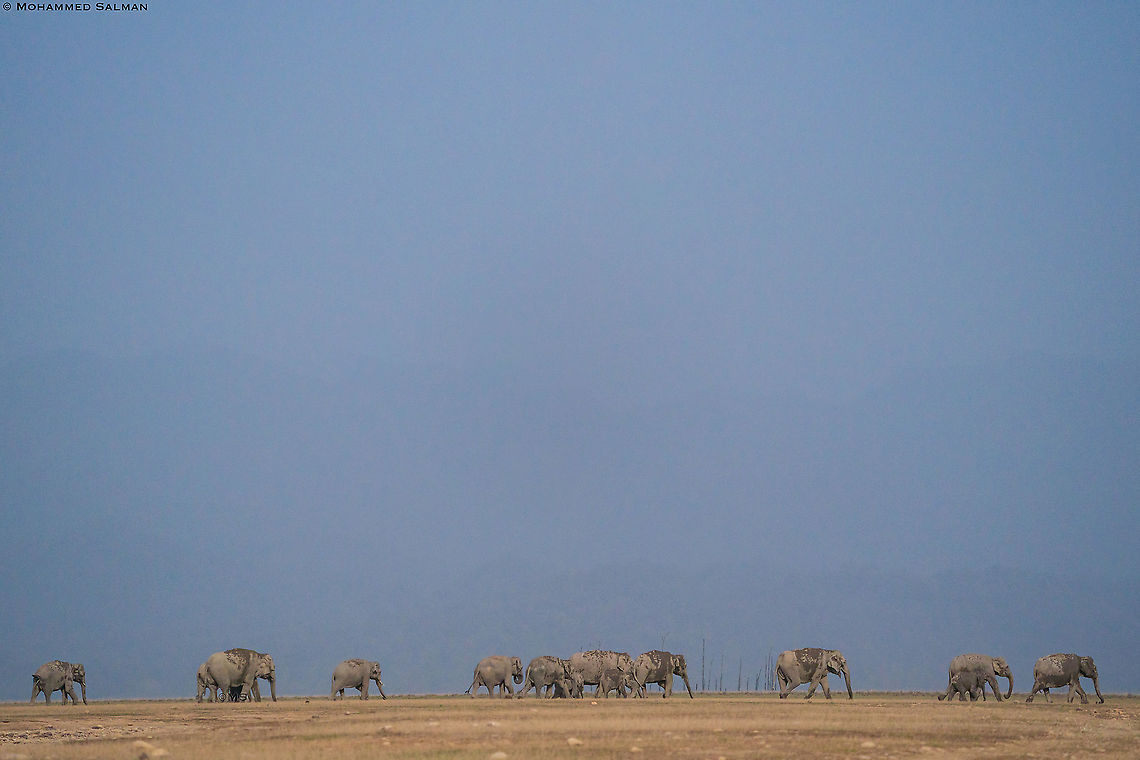 Elephants in the grasslands of Dhikala || Corbett || March 2021 Elephas maximus indicus,Indian Elephant