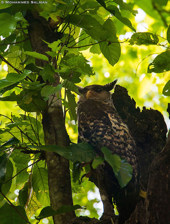 Spot bellied Eagle Owl || Corbett || April 2019 Bubo,Bubo nipalensis,Owl,Spot-bellied eagle-owl,Strigidae