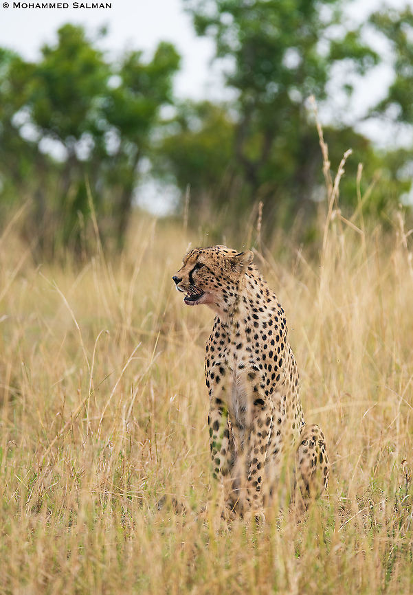 Cheetah portrait || Maasai Mara || Aug 2017 Acinonyx jubatus,Cheetah