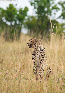 Cheetah portrait || Maasai Mara || Aug 2017 Acinonyx jubatus,Cheetah