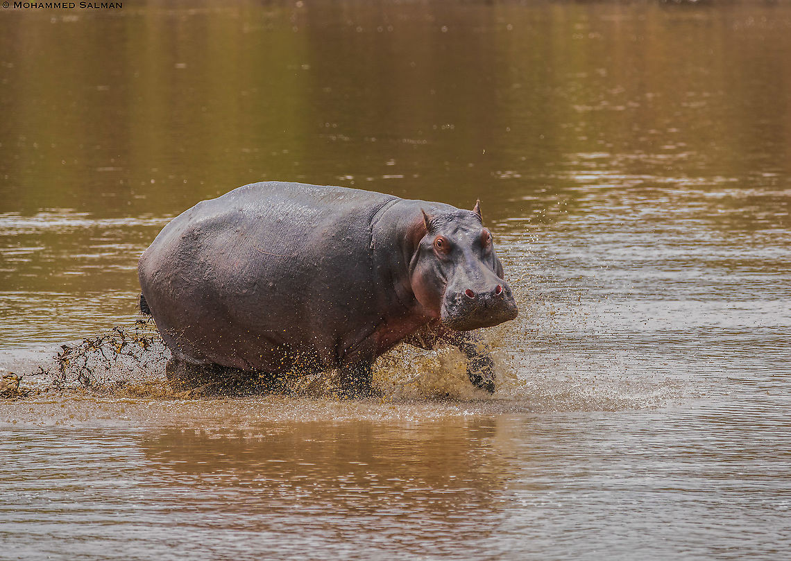 Hippo splash || Maasai Mara || Aug 2017 Hippopotamus,Hippopotamus amphibius