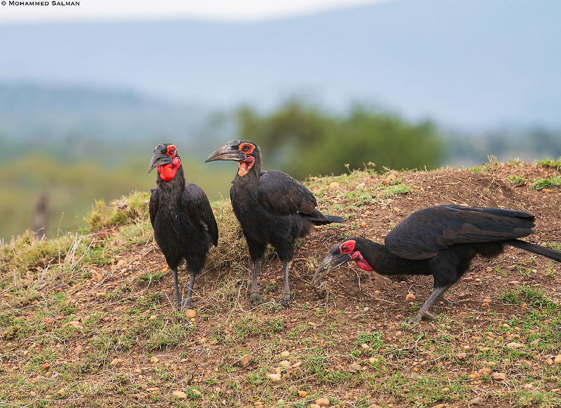 Southern Ground Hornbills || Maasai Mara || Aug 2017 Bucorvus leadbeateri,Southern Ground Hornbill