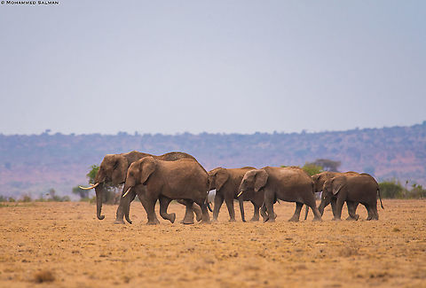 African elephants || Amboseli || Aug 2017 African bush elephant,Loxodonta africana