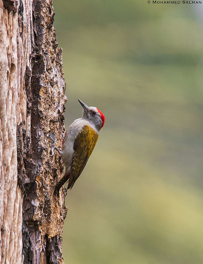 Mountain grey woodpecker || Lake Nivasha || Aug 2017 Dendropicos spodocephalus,Eastern grey woodpecker
