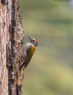 Mountain grey woodpecker || Lake Nivasha || Aug 2017 Dendropicos spodocephalus,Eastern grey woodpecker