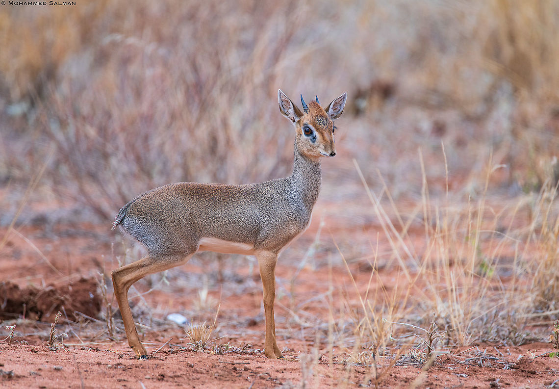 Dik-dik antelope || Tsavo West || Aug 2017 Kirks dik-dik,Madoqua kirkii