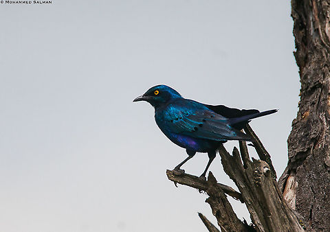 Greater blue-eared starling || Lake Nakuru || Aug 2017 Greater blue-eared starling,Lamprotornis chalybaeus