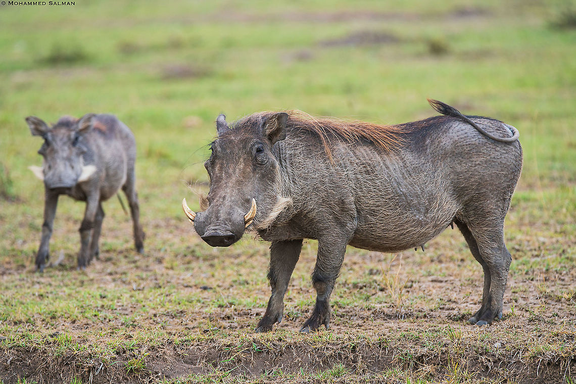 Warthogs || Maasai Mara || Aug 2017 Common warthog,Phacochoerus africanus