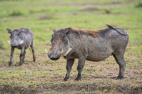 Warthogs || Maasai Mara || Aug 2017 Common warthog,Phacochoerus africanus