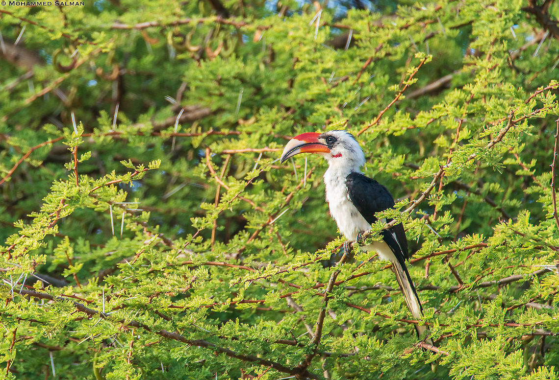 Von der Decken's Hornbill || Tsavo East || Aug 2017 Tockus deckeni,Von der Deckens Hornbill