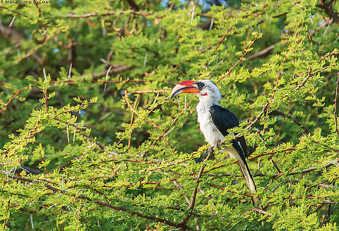 Von der Decken's Hornbill || Tsavo East || Aug 2017 Tockus deckeni,Von der Deckens Hornbill
