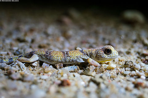 Carp's barking gecko || Namibia || Oct 2018 Common Barking Gecko,Ptenopus garrulus