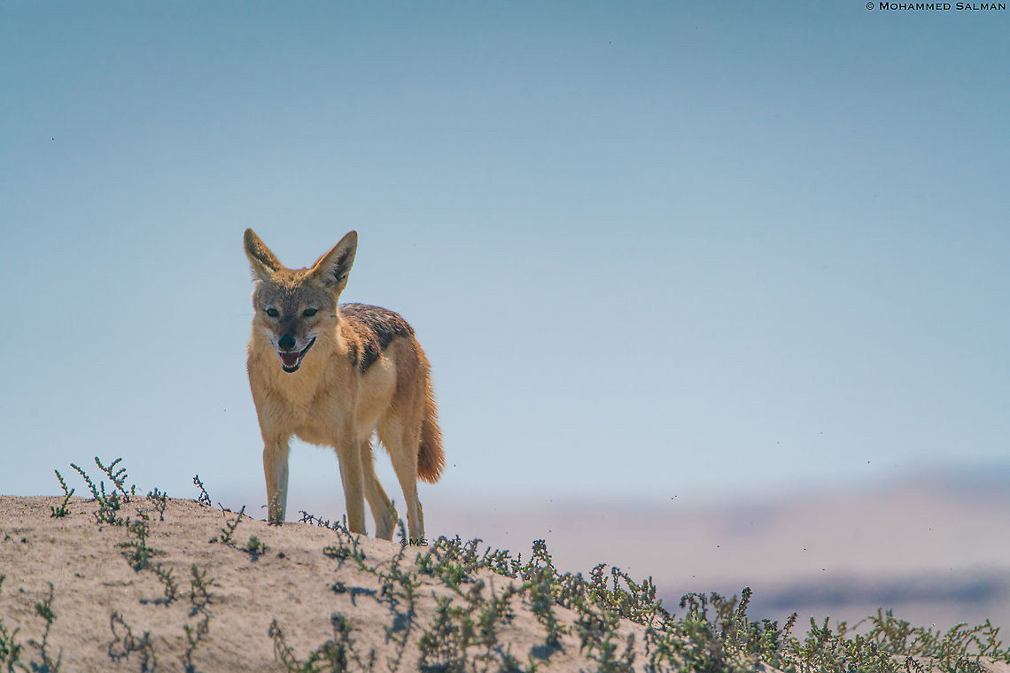 Cape jackal || Sandwich harbour || Oct 2018 Black-backed jackal,Canis mesomelas