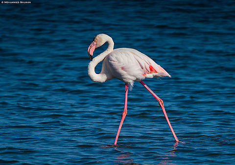 Greater flamingo || Walvis bay || Oct 2018 Greater flamingo,Phoenicopterus roseus