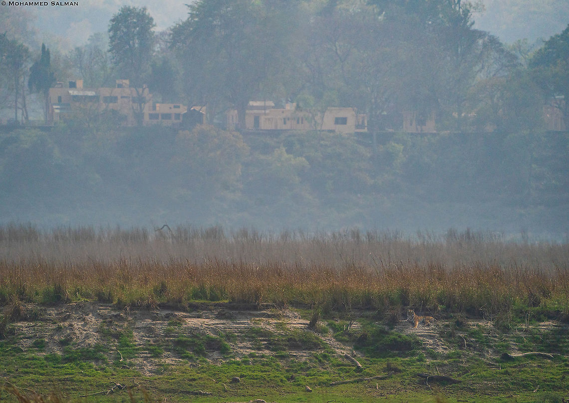 Tiger against the backdrop of the Dhikala forest rest house || Corbett || March 2021 Bengal tiger,Panthera tigris tigris
