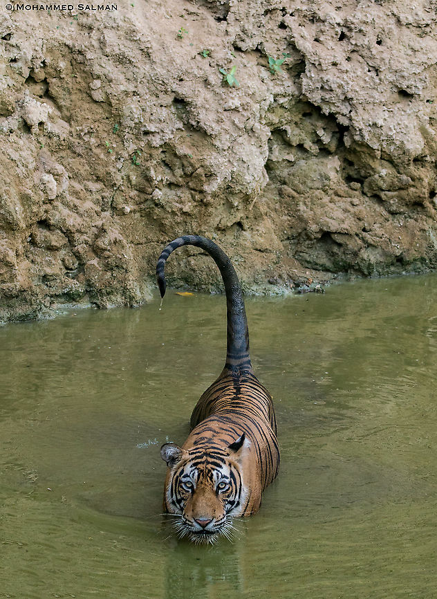 T-97 || Ranthambore || June 2018 Bengal tiger,Panthera tigris tigris
