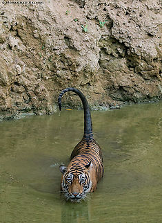 T-97 || Ranthambore || June 2018 Bengal tiger,Panthera tigris tigris