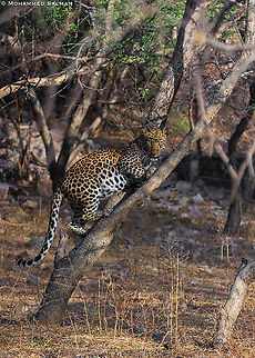 leopard on a tree || Jhalana || Dec 2016. Leopard,Panthera pardus