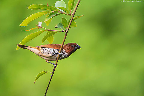 Scaly-breasted munia || Bangalore || July 2021 Lonchura punctulata,Scaly-breasted munia