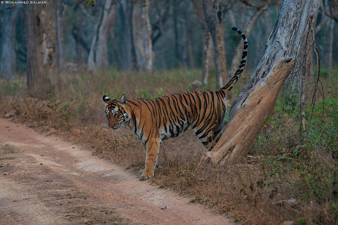 Tiger marking its territory || Bandipur || Feb 2021 Bengal tiger,Panthera tigris tigris