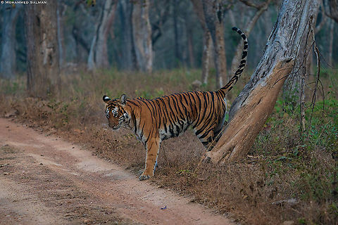 Tiger marking its territory || Bandipur || Feb 2021 Bengal tiger,Panthera tigris tigris