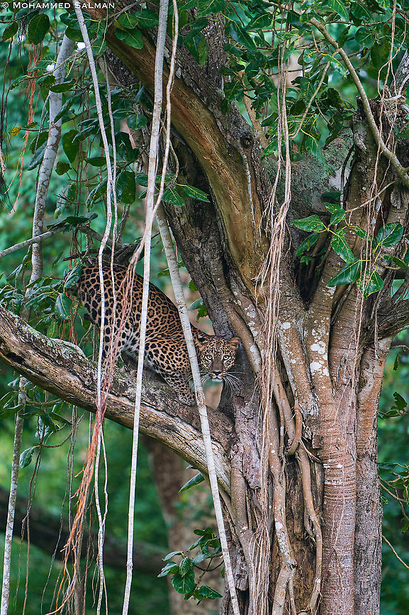 Leopard || Bandipur || Aug 2021 Leopard,Panthera pardus