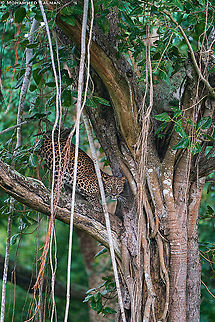 Leopard || Bandipur || Aug 2021 Leopard,Panthera pardus