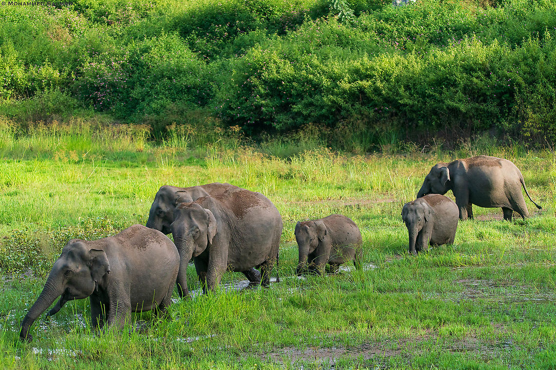 Elephants || Bandipur || Sept 2018<br />
 Asian elephant,Elephas maximus WorldElephantDay