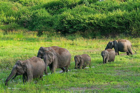 Elephants || Bandipur || Sept 2018
 Asian elephant,Elephas maximus WorldElephantDay