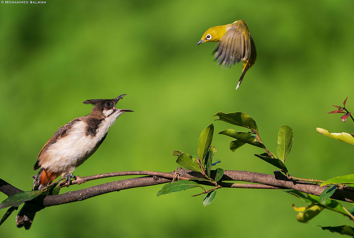 Red whiskered bulbul and Oriental white eye || Bangalore || Aug 2021 Pycnonotus jocosus,Red Whiskered Bulbul