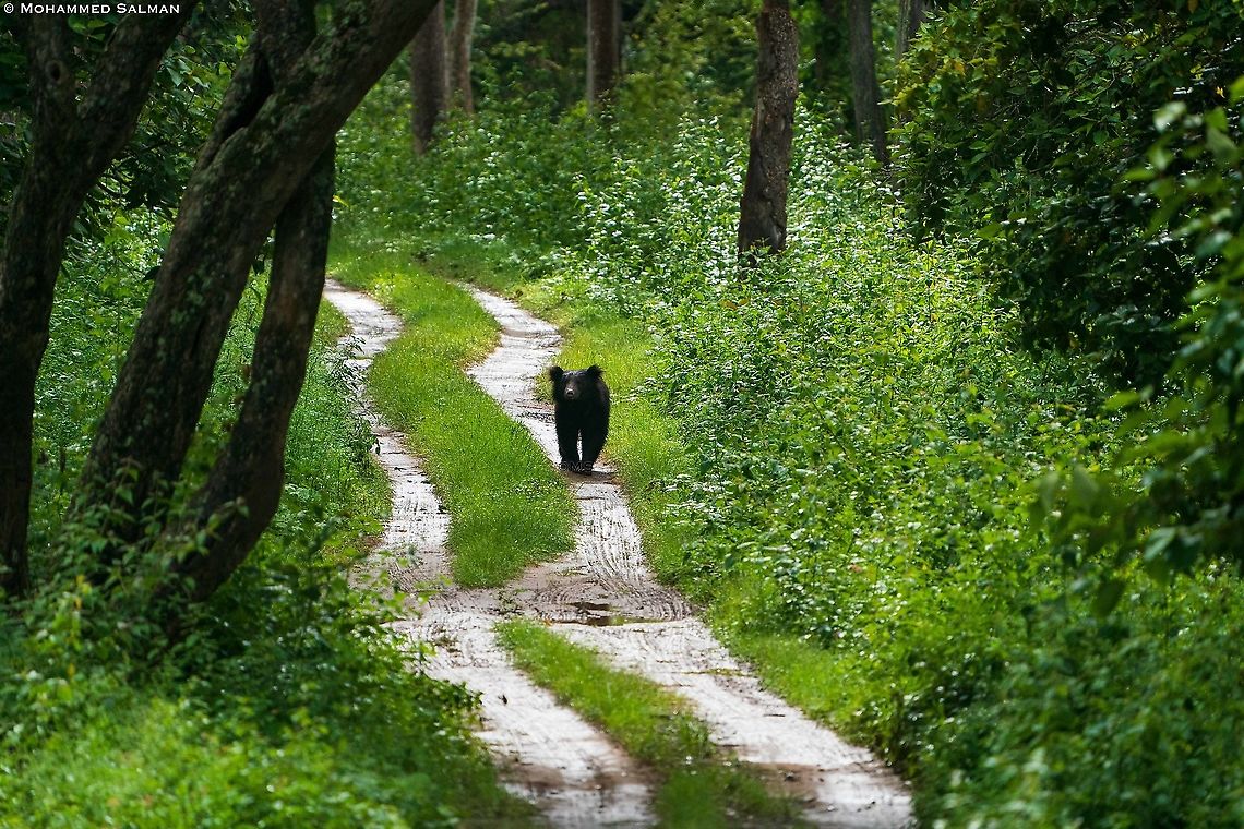 Sloth bear on the tracks || Bandipur || Aug 2021 Melursus ursinus,Sloth bear