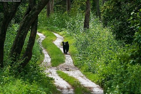 Sloth bear on the tracks || Bandipur || Aug 2021 Melursus ursinus,Sloth bear