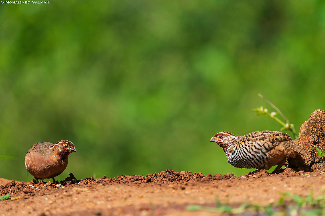 A pair of Jungle bush quails || Bangalore || Aug 2021 Jungle bush quail,Perdicula asiatica