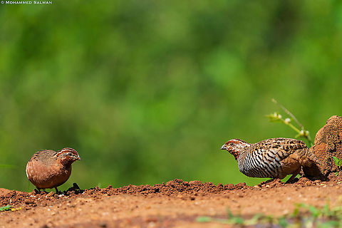 A pair of Jungle bush quails || Bangalore || Aug 2021 Jungle bush quail,Perdicula asiatica