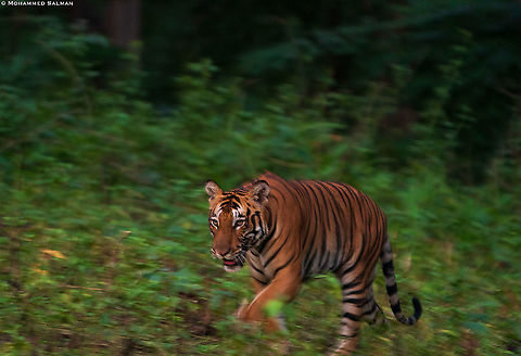 Panning tiger || Kabini || Aug 2020 Bengal tiger,Panthera tigris tigris