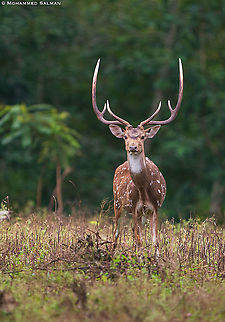 Chital stag || Kabini || Aug 2020
 Axis axis,Axis deer