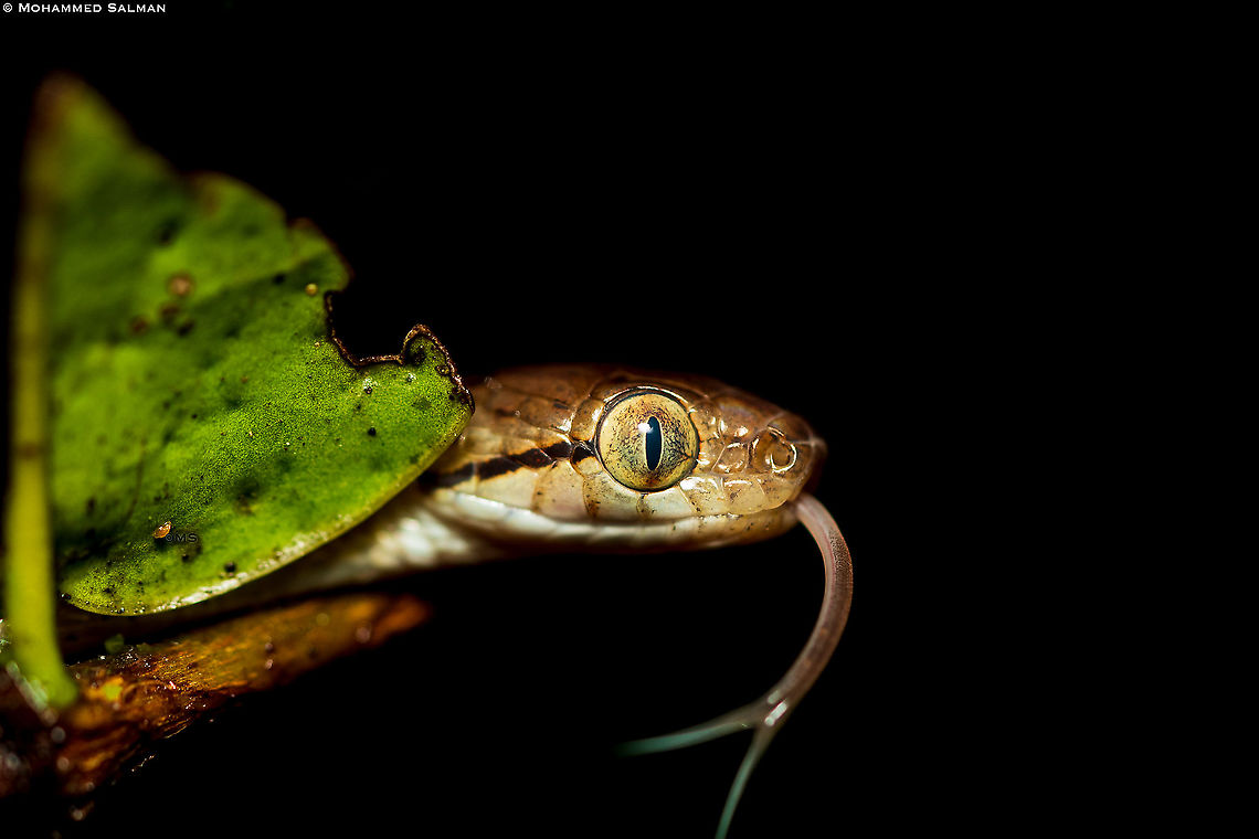 Close up of the collared cat snake || Agumbe || Aug 2021 Boiga nuchalis