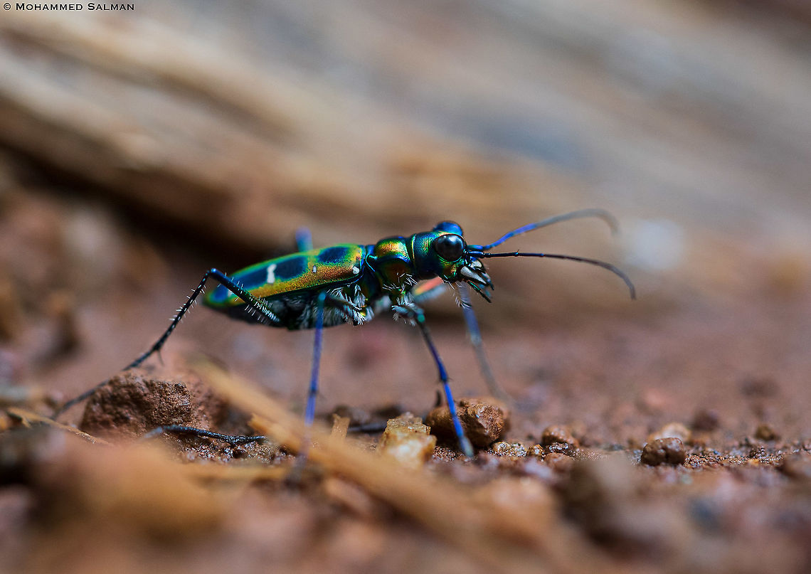 Tiger Beetle (Cicindela duponti) || Agumbe || Aug 2021 Cosmodela duponti
