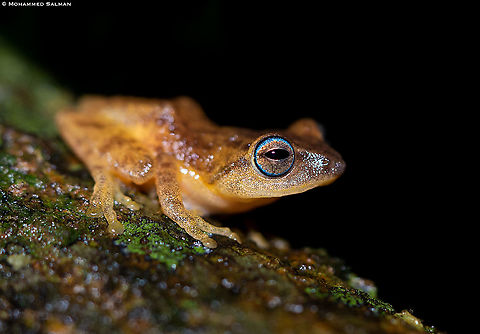 Blue-eyed Bush Frog || Agumbe || Sept 2021 Raorchestes luteolus