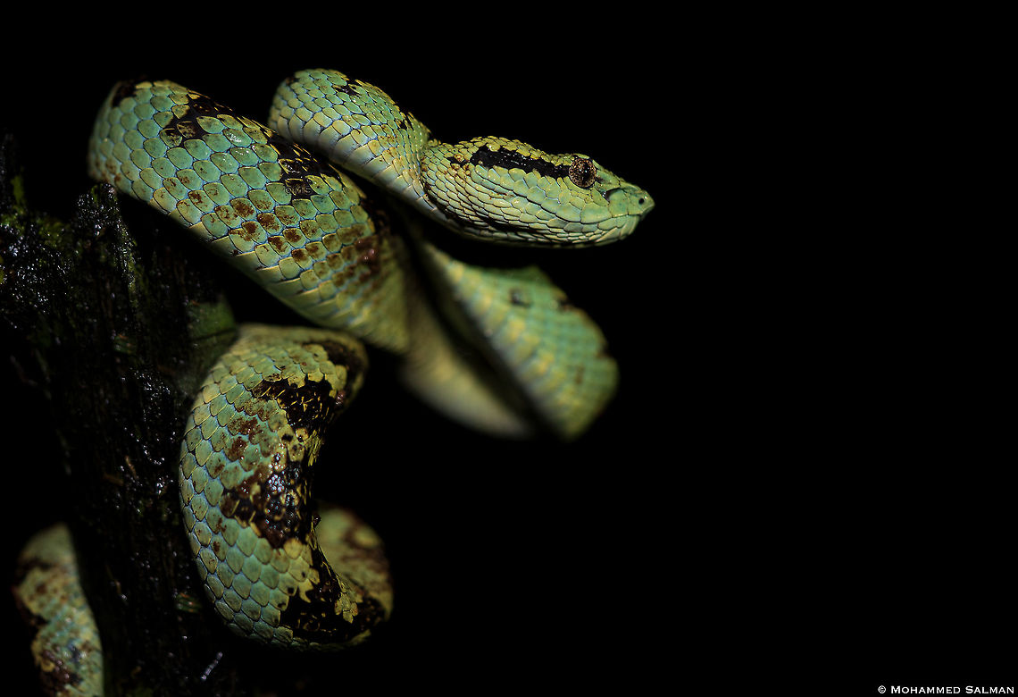 Malabar pit viper green morph || Agumbe || Sept 2021 Malabar pit viper,Trimeresurus malabaricus
