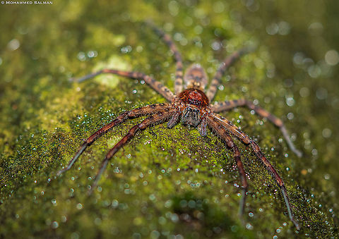 Huntsman Spider || Agumbe || Sept 2021 Badge Huntsman Spider,Giant Crab Spider,Heteropoda venatoria,Holconia immanis,Neosparassus diana,Sydney huntsman spider