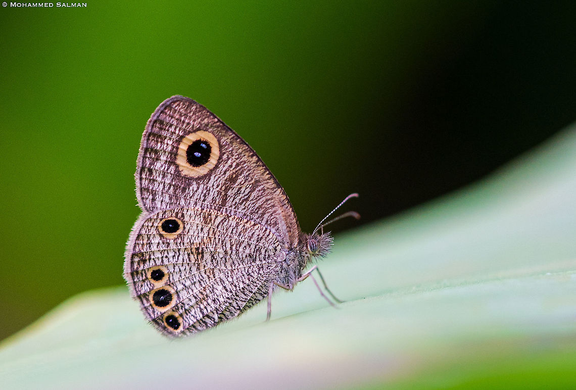 Common four ring butterfly || Agumbe || Aug 2021 Common Four-ring,Ypthima huebneri