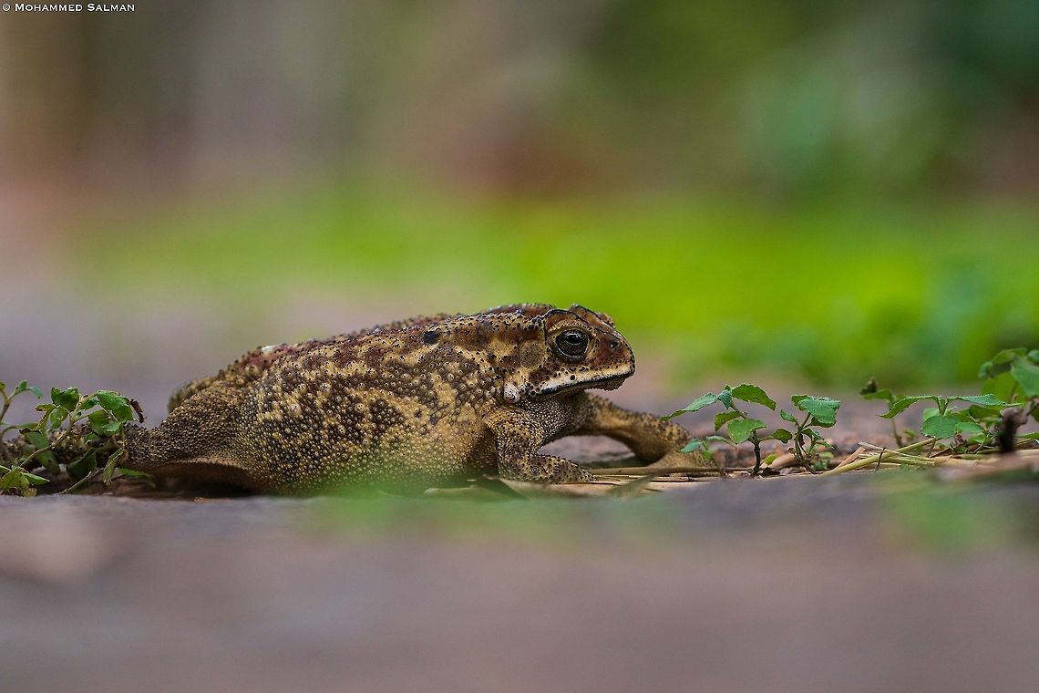 Common Indian Toad  || Bandipur || Aug 2021<br />
 Asian Common Toad,Duttaphrynus melanostictus