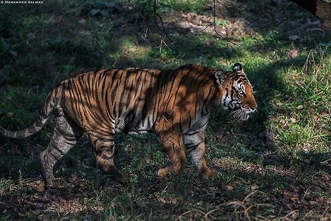 A tiger in shadow and light || Kabini || Feb 2020
 Bengal tiger,Panthera tigris tigris