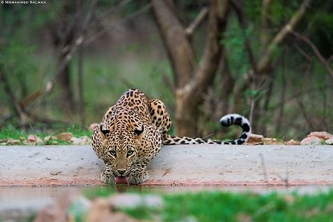 Leopard quenching its thirst || Jhalana || June 2019 Leopard,Panthera pardus