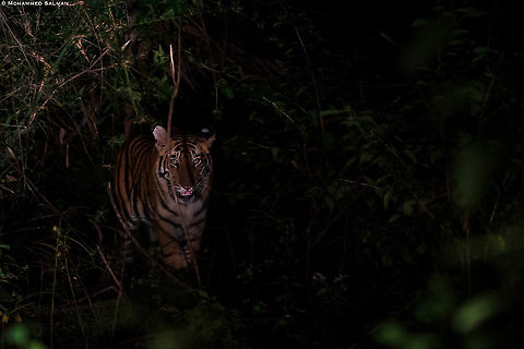 Tiger Tiger  burning bright, in the forests of the night || Panpatha buffer, Bandhavgarh || Oct 2021 Bengal tiger,Panthera tigris tigris
