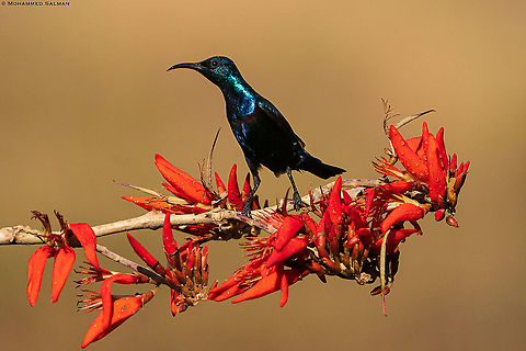 Purple sunbird || Bangalore || March 2021
 Cinnyris asiaticus,Purple sunbird