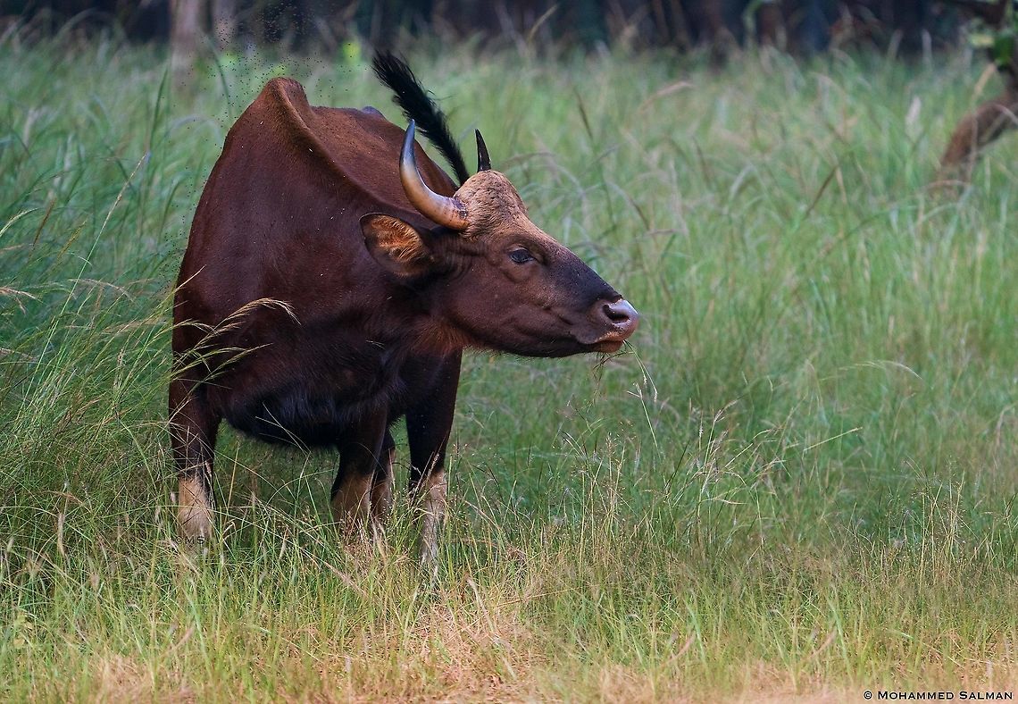 Gaur || Tala, Bandhavgarh || Oct 2021 Bos gaurus,Gaur