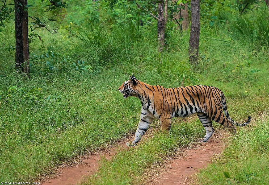 Dabadhol female || Khitauli, Bandhavgarh || Oct 2021<br />
 Bengal tiger,Panthera tigris tigris