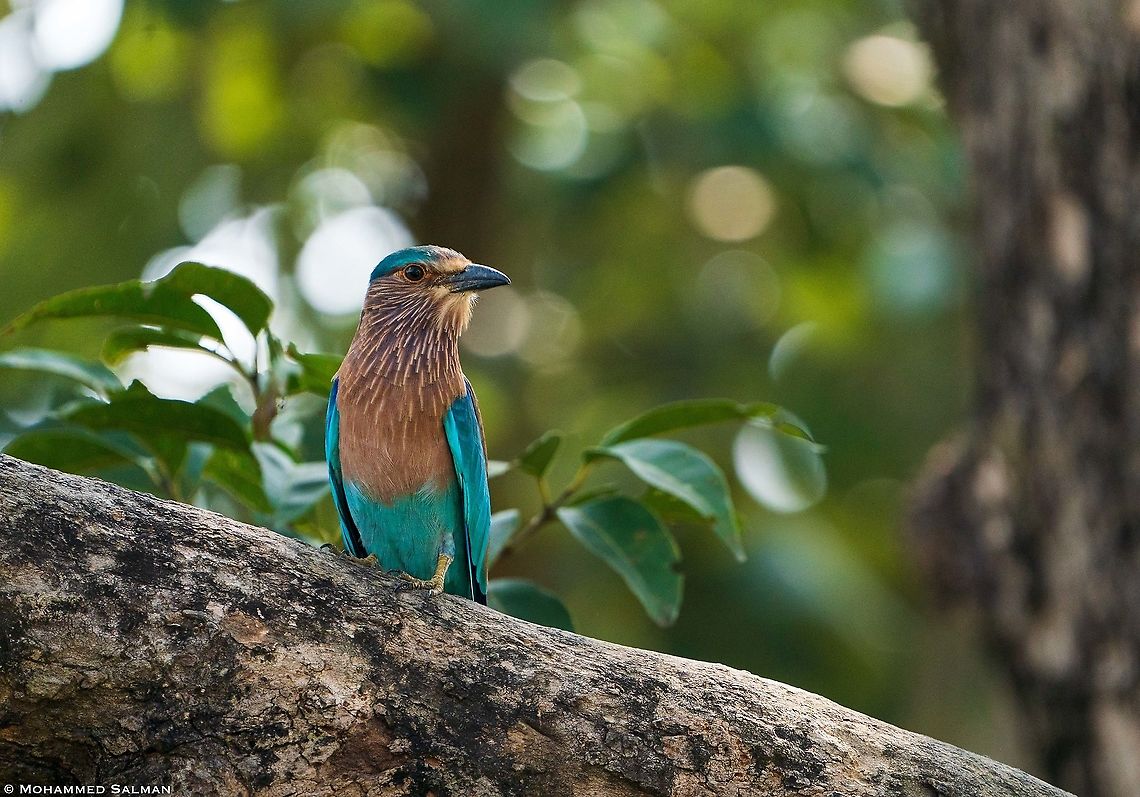 Indian roller || Tala, Bandhavgarh || Oct 2021 Coracias benghalensis,Indian Roller
